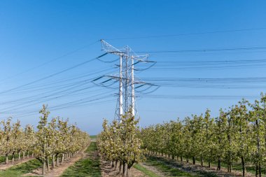 Çiçekli armut ağaçları, beyaz çiçekler, Zuid-Beveland, Zeeland 'de meyve bahçeleri, Hollanda' da gıda endüstrisi.