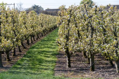Çiçekli armut ağaçları, beyaz çiçekler, Zuid-Beveland, Zeeland 'de meyve bahçeleri, Hollanda' da gıda endüstrisi.