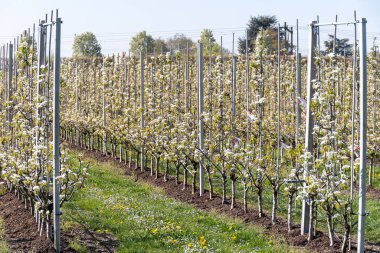 Çiçekli armut ağaçları, beyaz çiçekler, Zuid-Beveland, Zeeland 'de meyve bahçeleri, Hollanda' da gıda endüstrisi.