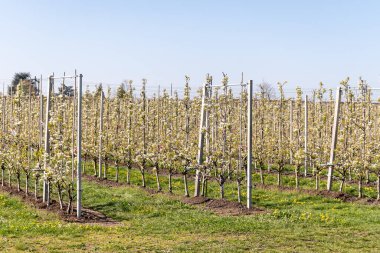 Çiçekli armut ağaçları, beyaz çiçekler, Zuid-Beveland, Zeeland 'de meyve bahçeleri, Hollanda' da gıda endüstrisi.