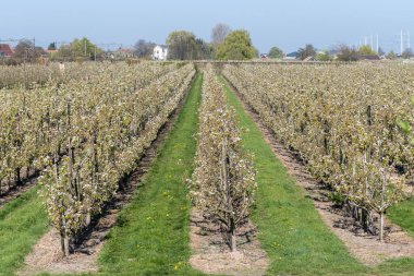 Çiçekli armut ağaçları, beyaz çiçekler, Zuid-Beveland, Zeeland 'de meyve bahçeleri, Hollanda' da gıda endüstrisi.