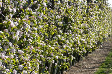 Çiçekli sıra sıra elma ağaçları pembe çiçekler, Zuid-Beveland, Zeeland 'de organik bahçeler, Hollanda' da gıda endüstrisi.