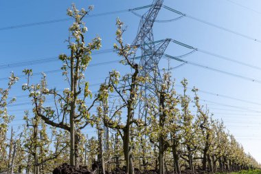 Çiçekli armut ağaçları, beyaz çiçekler, Zuid-Beveland, Zeeland 'de meyve bahçeleri, Hollanda' da gıda endüstrisi.
