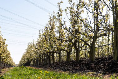 Çiçekli armut ağaçları, beyaz çiçekler, Zuid-Beveland, Zeeland 'de meyve bahçeleri, Hollanda' da gıda endüstrisi.