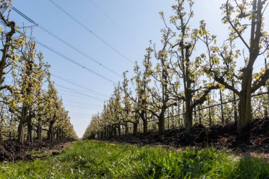 Çiçekli armut ağaçları, beyaz çiçekler, Zuid-Beveland, Zeeland 'de meyve bahçeleri, Hollanda' da gıda endüstrisi.