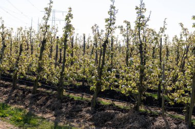 Çiçekli armut ağaçları, beyaz çiçekler, Zuid-Beveland, Zeeland 'de meyve bahçeleri, Hollanda' da gıda endüstrisi.