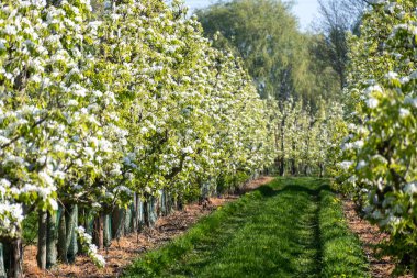 Çiçekli armut ağaçları, beyaz çiçekler, Zuid-Beveland, Zeeland 'de meyve bahçeleri, Hollanda' da gıda endüstrisi.