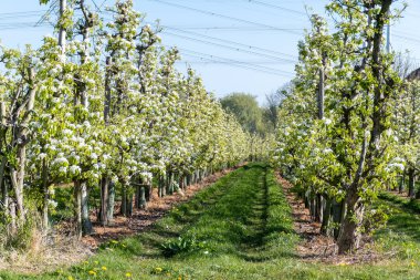 Çiçekli armut ağaçları, beyaz çiçekler, Zuid-Beveland, Zeeland 'de meyve bahçeleri, Hollanda' da gıda endüstrisi.