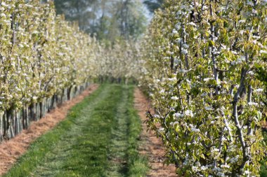 Çiçekli armut ağaçları, beyaz çiçekler, Zuid-Beveland, Zeeland 'de meyve bahçeleri, Hollanda' da gıda endüstrisi.