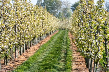 Çiçekli armut ağaçları, beyaz çiçekler, Zuid-Beveland, Zeeland 'de meyve bahçeleri, Hollanda' da gıda endüstrisi.