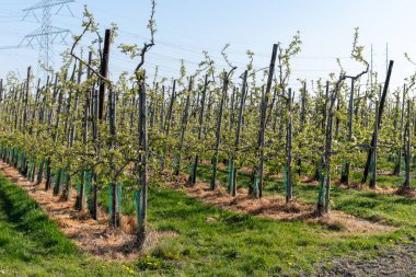 Çiçekli sıra sıra elma ağaçları pembe çiçekler, Zuid-Beveland, Zeeland 'de organik bahçeler, Hollanda' da gıda endüstrisi.
