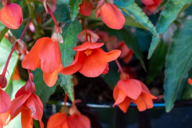 Asılı Şelale Pembesi ve Kırmızı Begonya çiçekleri rengarenk çan çiçekleri, bahçe bitkileri