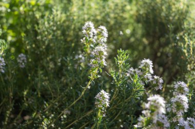 Pembe aromalı bahar çiçeği. Mutfak bitkisi kekik bahçeye yakın.