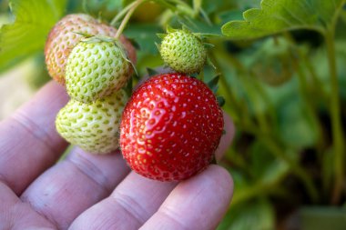 Kırmızı çilekli el, kendi bahçesinde böğürtlen yetiştirme, çilek yetiştirme, kırmızı böğürtlen yakın çekim