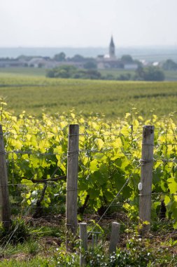 Mayıs 'ta Grand Cru üzüm bağları, Pinot noir ve Meunier üzümleri, Bouzy yakınlarında şampanya, Fransa' da sıralanmış üzüm bağları, kilise manzarası...