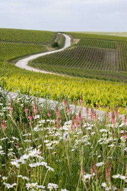 Bahar çiçekleri yeşil başbakan ve Grand Cru üzüm bağları, Lal de Livre 'de sıralanmış Pinot noir ve meunier üzümleri, Fransa' da Mayıs ayında şampanya, sıralanmış üzüm bağları