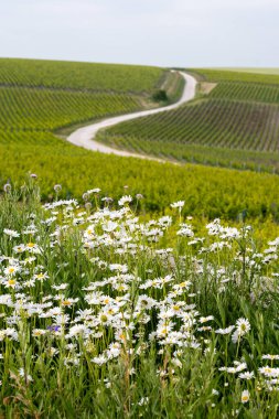 Bahar çiçekleri yeşil başbakan ve Grand Cru üzüm bağları, Lal de Livre 'de sıralanmış Pinot noir ve meunier üzümleri, Fransa' da Mayıs ayında şampanya, sıralanmış üzüm bağları