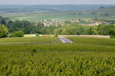 Yeşil başbakan ve Grand Cru üzüm bağları, Lal de Livre, Champagne, Fransa 'daki Pinot Noir ve Meunier üzümleri, arka planda sıralanmış üzüm bağları