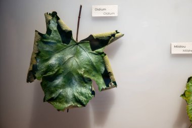 Üzüm yaprakları örnekleri hastalık veya sorunlar, Erysiphaceae Oidium sporunda Oidium cinsi, bir tür mantar sporu Oidium, vitrindeki üzüm hastalığı