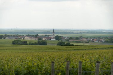 Mayıs 'ta Grand Cru üzüm bağları, Pinot noir ve Meunier üzümleri, Bouzy yakınlarında şampanya, Fransa' da sıralanmış üzüm bağları, kilise manzarası...