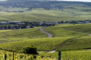 Ay-Champange, Vallee de la Marne, Fransa 'nın Şampanya Bölgesi yakınlarındaki Grand Cru Hill üzüm bağlarında büyüyen ve şekillenen Pinot noir üzümleri.
