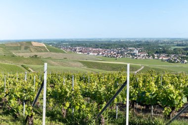 Ay-Champange, Vallee de la Marne, Fransa 'nın Şampanya Bölgesi yakınlarındaki Grand Cru Hill üzüm bağlarında büyüyen ve şekillenen Pinot noir üzümleri.