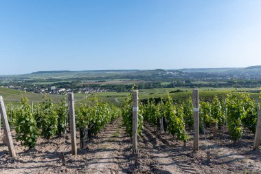 Ay-Champange, Vallee de la Marne, Fransa 'nın Şampanya Bölgesi yakınlarındaki Grand Cru Hill üzüm bağlarında büyüyen ve şekillenen Pinot noir üzümleri.