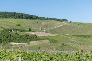 Ay-Champange, Vallee de la Marne, Fransa 'nın Şampanya Bölgesi yakınlarındaki Grand Cru Hill üzüm bağlarında büyüyen ve şekillenen Pinot noir üzümleri.
