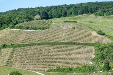 Ay-Champange, Vallee de la Marne, Fransa 'nın Şampanya Bölgesi yakınlarındaki Grand Cru Hill üzüm bağlarında büyüyen ve şekillenen Pinot noir üzümleri.