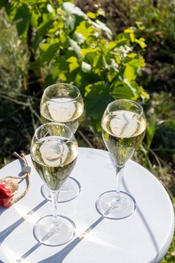 Kuru, köpüklü şarap brut, büyük rezervler, yeşil tepe üzüm bağlarında şampanya ve Vallee de la Marne, Fransa 'nın Şampanya Bölgesi' nde köy yapımı eski şaraplar.