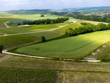 Yeşil başbakan ve Grand Cru üzüm bağları, Lal de Livre 'deki Pinot Noir ve Meunier üzümleri, Mayıs' ta Champagne, Fransa 'da sıralanmış üzüm bağları,