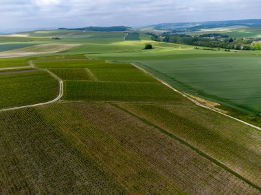 Yeşil başbakan ve Grand Cru üzüm bağları, Lal de Livre 'deki Pinot Noir ve Meunier üzümleri, Mayıs' ta Champagne, Fransa 'da sıralanmış üzüm bağları,
