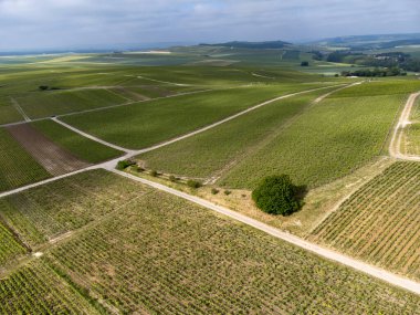 Yeşil başbakan ve Grand Cru üzüm bağları, Lal de Livre 'deki Pinot Noir ve Meunier üzümleri, Mayıs' ta Champagne, Fransa 'da sıralanmış üzüm bağları,
