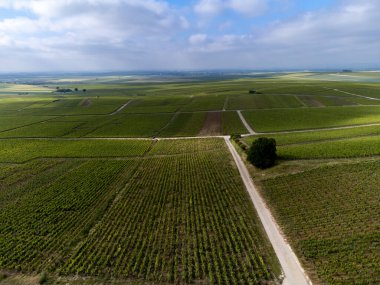 Yeşil başbakan ve Grand Cru üzüm bağları, Lal de Livre 'deki Pinot Noir ve Meunier üzümleri, Mayıs' ta Champagne, Fransa 'da sıralanmış üzüm bağları,