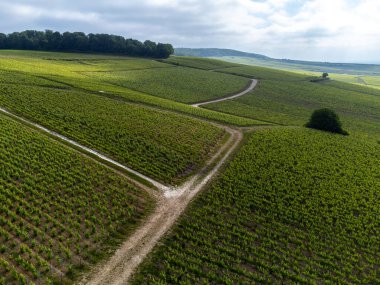 Yeşil başbakan ve Grand Cru üzüm bağları, Lal de Livre 'deki Pinot Noir ve Meunier üzümleri, Mayıs' ta Champagne, Fransa 'da sıralanmış üzüm bağları,