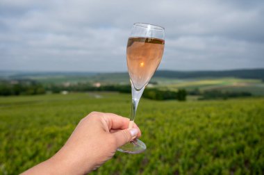 Köpüklü şarap tadı, ihtişamlı şarap, yeşil üzüm bağlarında şampanya Vallee de Marne 'de köy yapımı büyük şarap, şampanya, Fransa