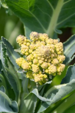 Olgun yeşil Romanesco brokoli veya Roma karnabaharı, Brokolo Romanesco, Romanesk karnabahar tarlada yetişiyor.