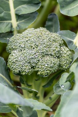 Bahçede sağlıklı sebzeler yetişiyor, taze yeşil brokoli lahanası su damlalarıyla kaplanıyor.