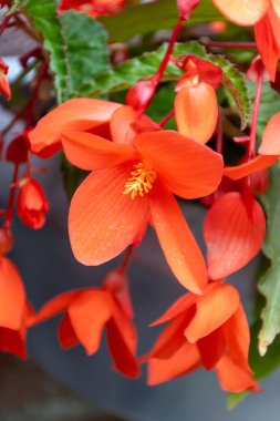 Asılı Şelale Pembesi ve Kırmızı Begonya çiçekleri rengarenk çan şeklinde çiçekler