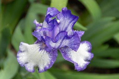 Leylak mavisi beyaz süsen çiçekleri, Fransa 'nın güneyinde, Provence' de bahar çiçekleri, doğa bahçesi arka planı.