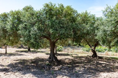 Çiftlikteki zeytin ağaçları, Marsala, Sicilya, İtalya