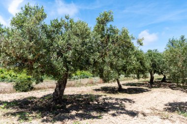 Çiftlikteki zeytin ağaçları, Marsala, Sicilya, İtalya