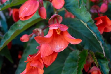 Asılı Şelale Pembesi ve Kırmızı Begonya çiçekleri rengarenk çan çiçekleri, bahçe bitkileri