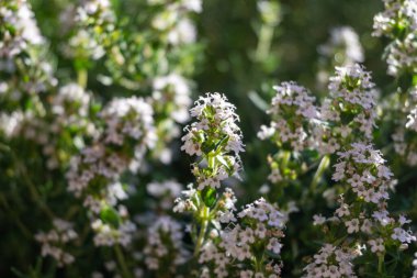 Pembe aromalı bahar çiçeği. Mutfak bitkisi kekik bahçeye yakın.