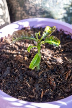 Tohumdan çıkan egzotik mango ağacı tropikal meyveleri filizlenmiş ve toprakta yapraklar yetişiyor.
