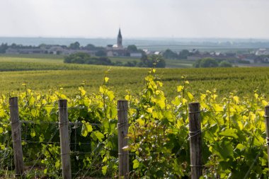 Mayıs 'ta Grand Cru üzüm bağları, Pinot noir ve Meunier üzümleri, Bouzy yakınlarında şampanya, Fransa' da sıralanmış üzüm bağları, kilise manzarası...