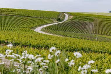 Bahar çiçekleri yeşil başbakan ve Grand Cru üzüm bağları, Lal de Livre 'de sıralanmış Pinot noir ve meunier üzümleri, Fransa' da Mayıs ayında şampanya, sıralanmış üzüm bağları