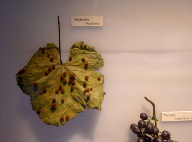 Üzüm yaprağı örnekleri hastalık veya sorunlar, üzüm filoxera böceği dünya çapında, aslen Kuzey Amerika 'nın doğusunda yetişen üzümler.