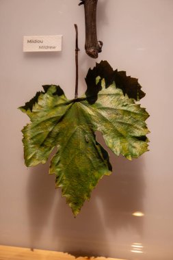 Üzüm yaprağı hastalığı veya sorunlarına örnek olarak, toz küf mantarı hastalığı, birçok farklı türdeki ascomycete mantarının Erysiphales sırasına göre neden olduğu bitkileri etkiler.