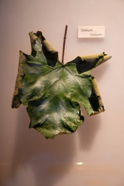 Üzüm yaprakları örnekleri hastalık veya sorunlar, Erysiphaceae Oidium sporunda Oidium cinsi, bir tür mantar sporu Oidium, vitrindeki üzüm hastalığı